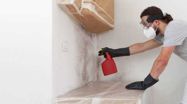 Professional Mold Remediation technician working in Hawthorne, FL
